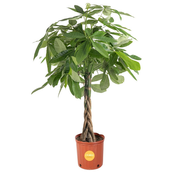 Large Money Tree Indoor Plant