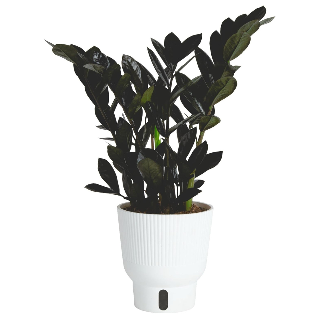 Easy Care Raven ZZ Indoor Houseplant