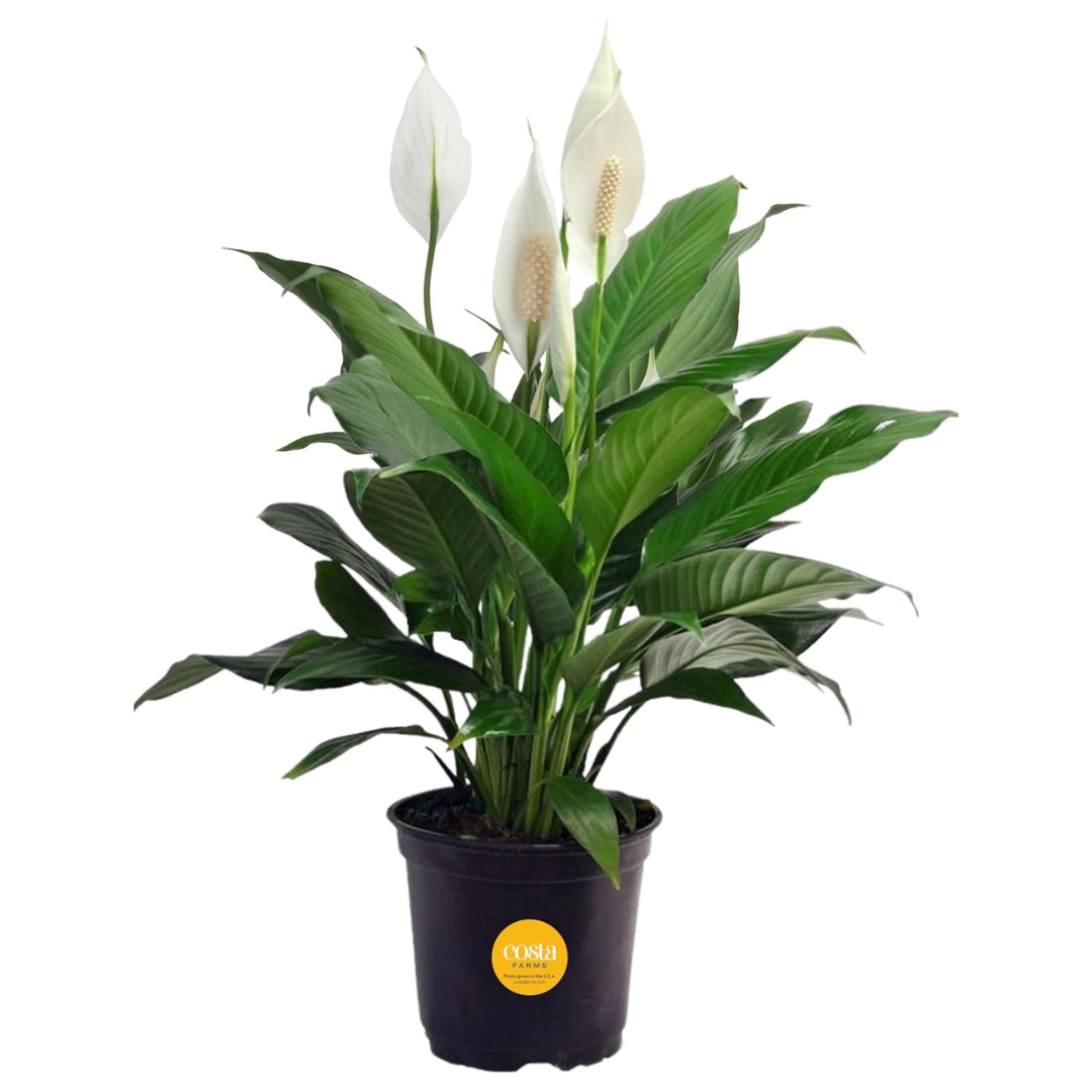 Peace Lily Air Purifying Houseplant