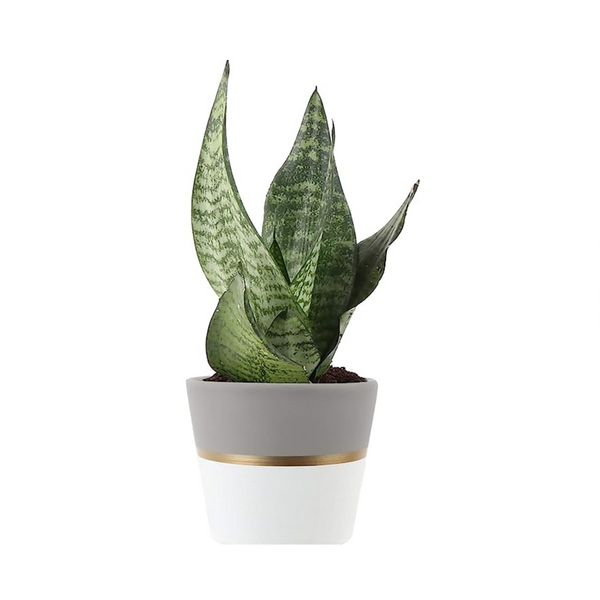 Costa Farms Snake Sansevieria Mother-In-Law’s Tongue in Mid-Century Modern Planter (8-Inch Tall)