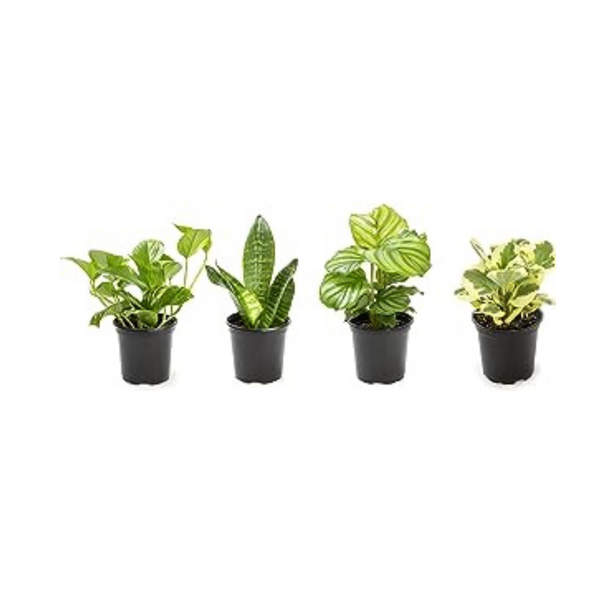 6-Pk Easy to Grow Plants