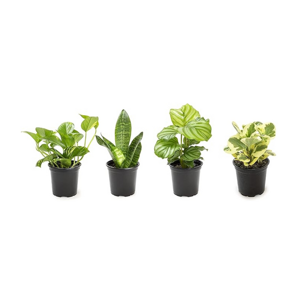 6-Pk Easy to Grow Plants $21.15, 4-Pk Indoor Essentials