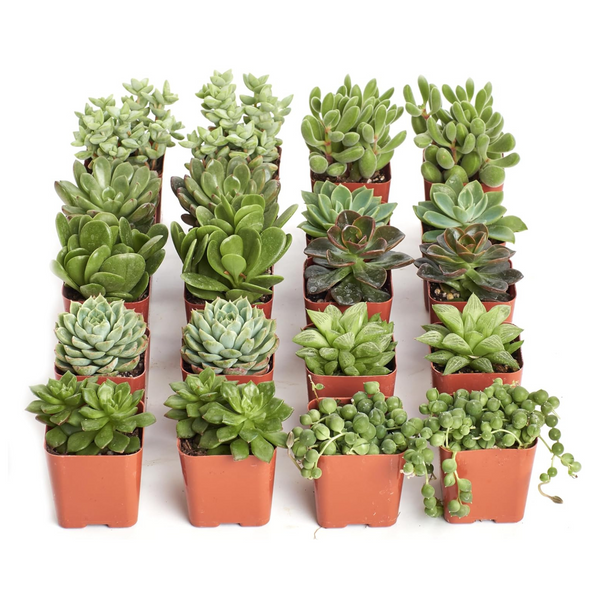 Shop Succulents Verde Succulent Plant Pack Bulk Collection – Live Mini Succulent Plants