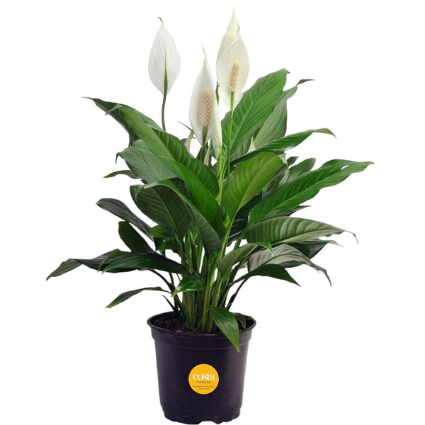 Costa Farms Peace Lily Live Indoor Plant with Flowers