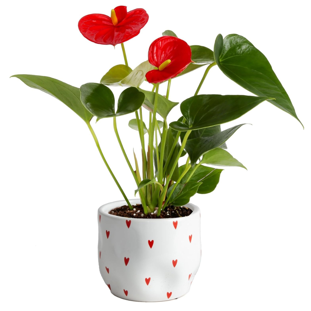 Costa Farms Anthurium Houseplant with Red Flowers