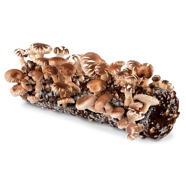 Back to the Roots Organic Shiitake Mushroom Kit