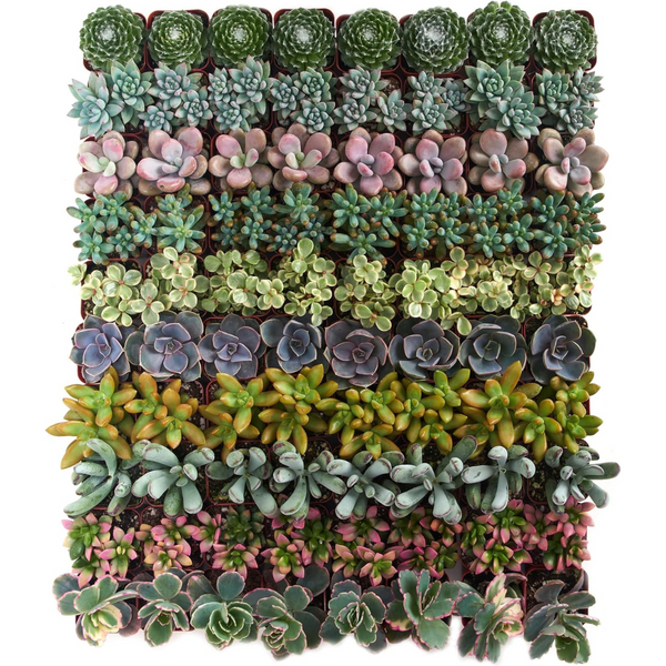 32-Pack Shop Succulents Assorted Live Mini Succulent Plants