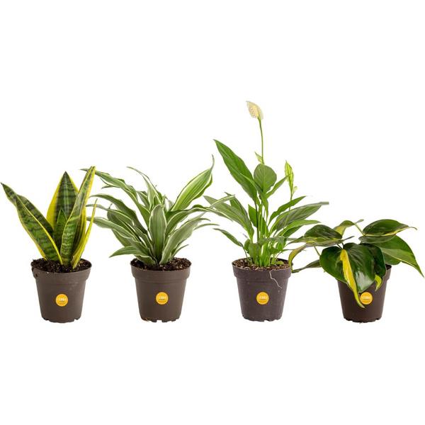 4-Pack Costa Farms Live House Plants