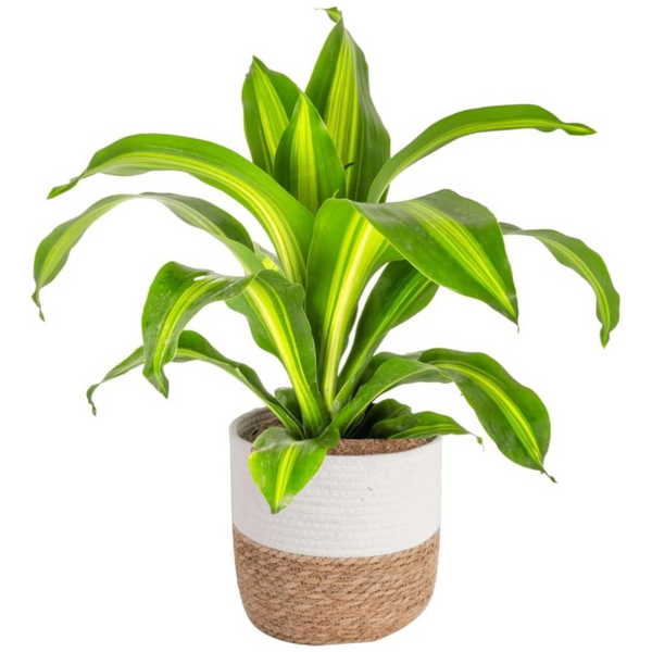 Costa Farms 3' Dracaena Live Indoor Plant