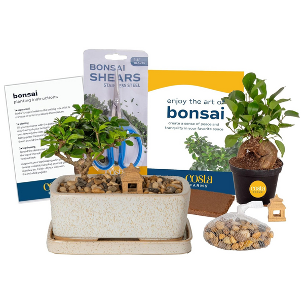 Costa Farms Bonsai Live Plant DIY Starter Kit