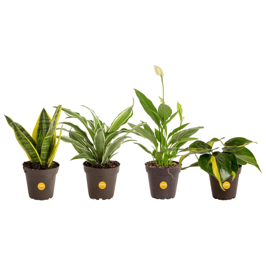 4-Pack Costa Farms Easy To Grow Live Indoor Live House Plants