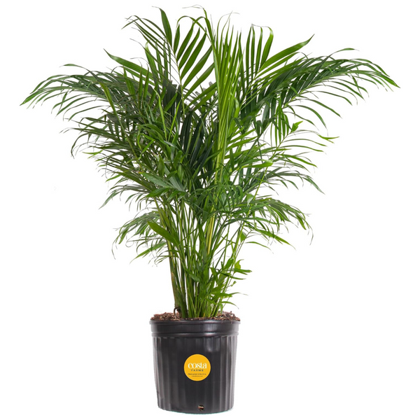 Costa Farms Cat Palm Tree 3' Live Indoor Plant With Decor Planter