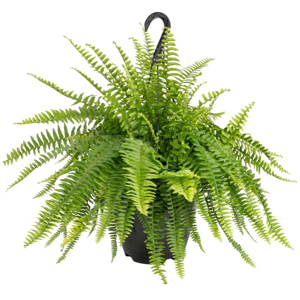 Costa Farms Boston Fern Live Plant