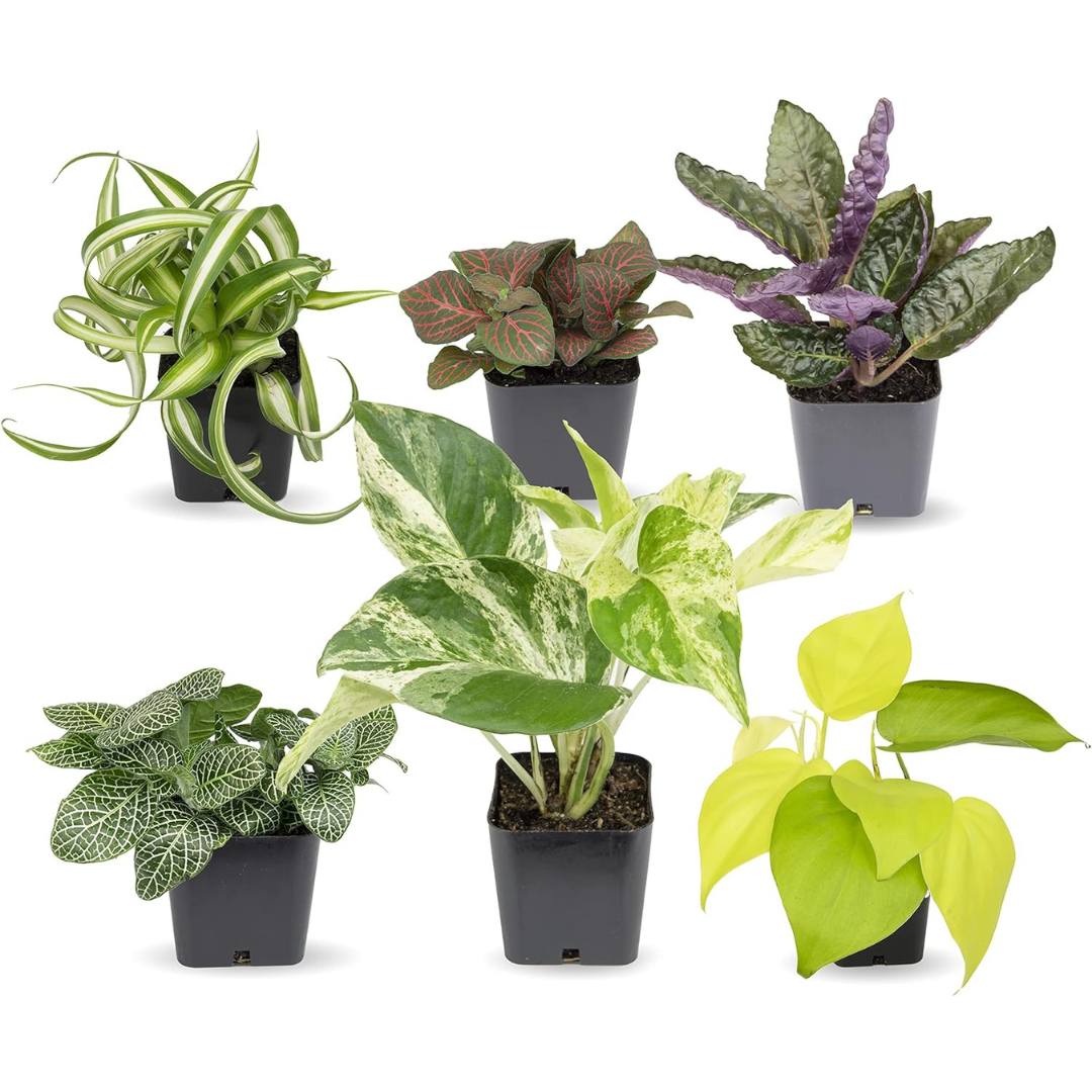 6-Pack Plants For Pets Easy To Grow Live House Plants In Containers