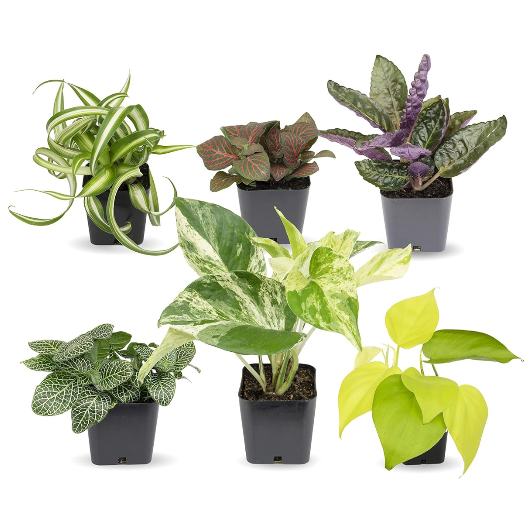 6-Pack Plants For Pets Easy to Grow Live House Plants In Containers