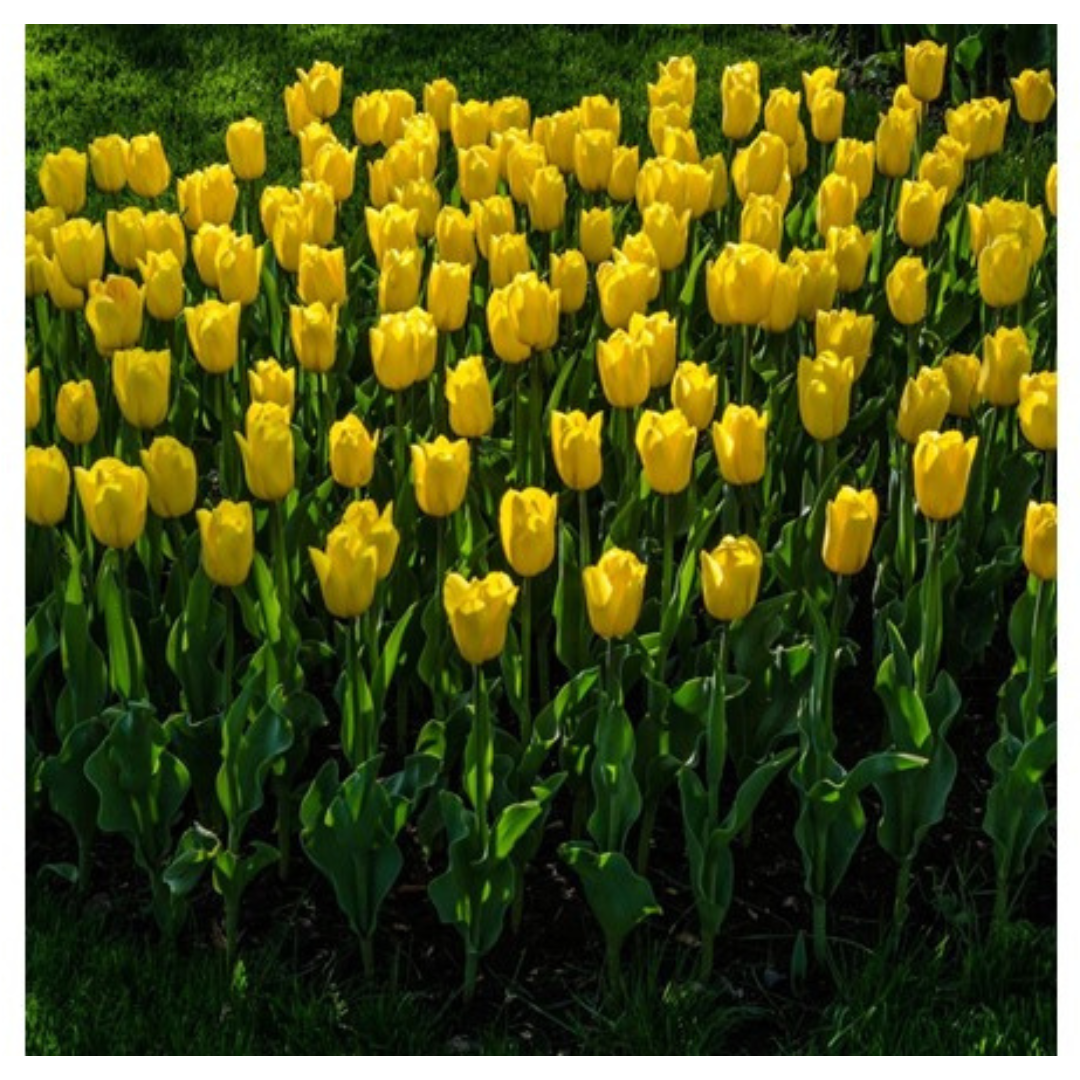 9-Count Giant Golden Sunny Tulip Flowers Bulbs