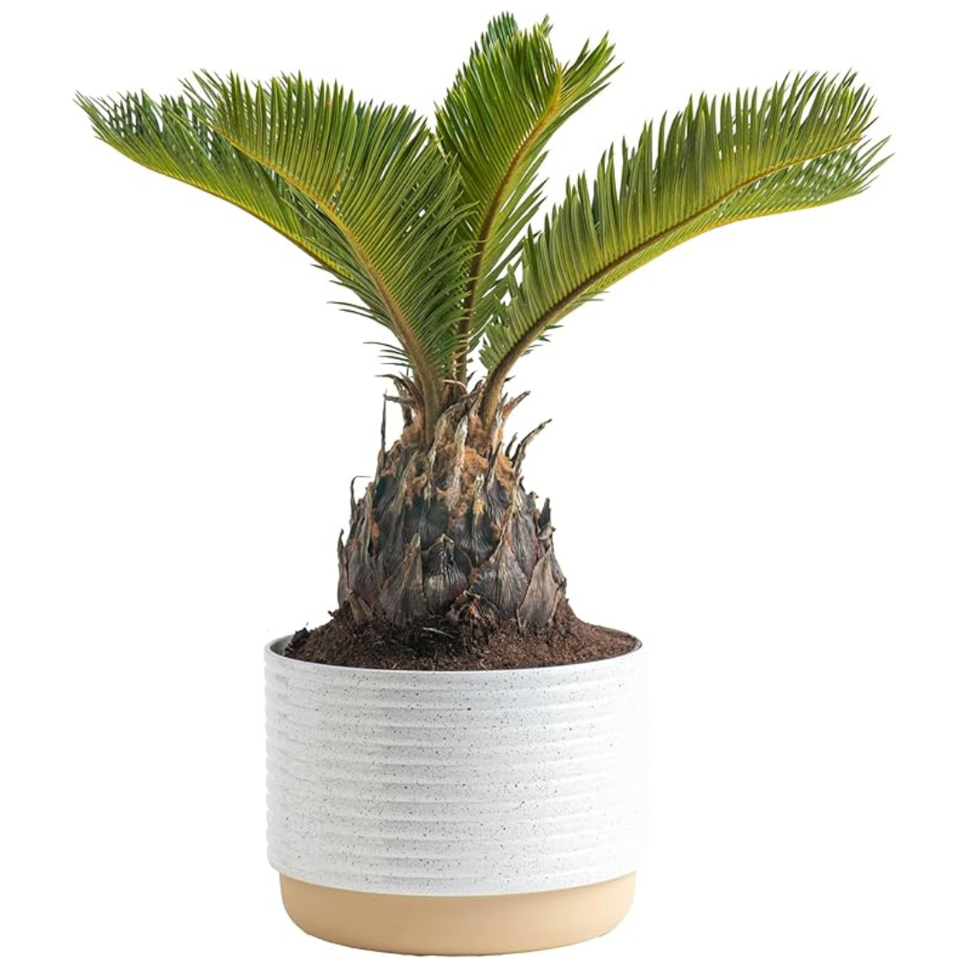 Costa Farms Live Sago Palm Ceramic Plant Pot (1-Foot Tall)