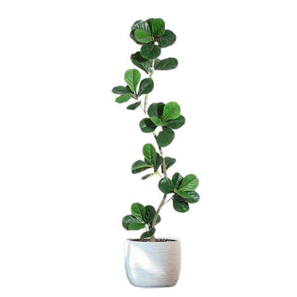 Amazon: Plants Decor On Sale