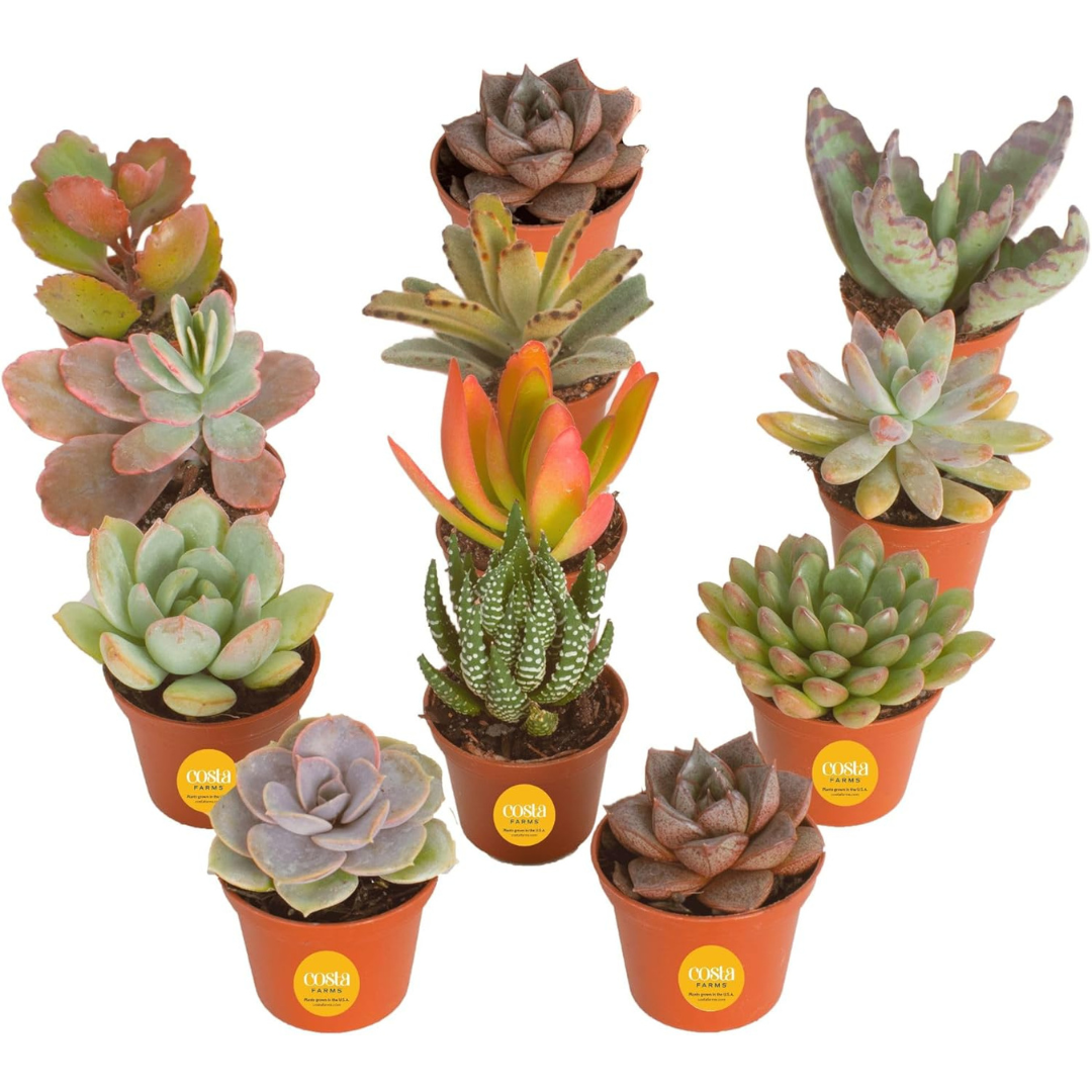 12-Pack Costa Farms Live Succulent Plants