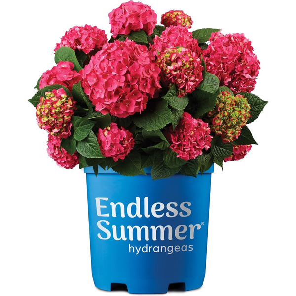 2 Gal. Summer Crush Hydrangea Shrub