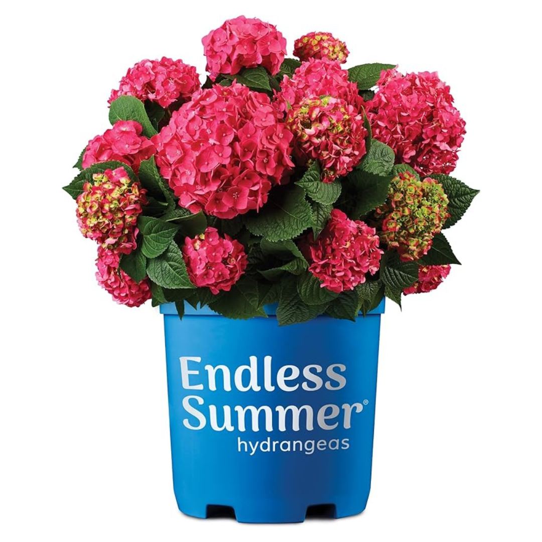 2 Gal. Summer Crush Hydrangea Shrub