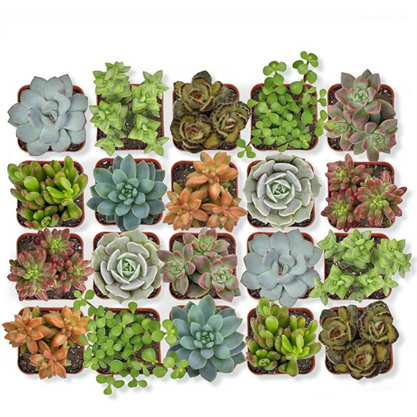 20-Pack Altman Live Potted Succulent Plants