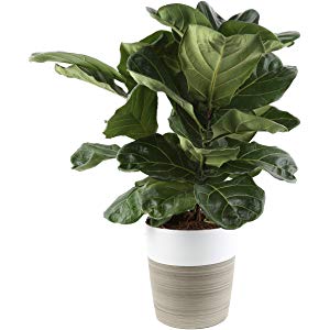 Save 25% on Costa Farms Spring Plants