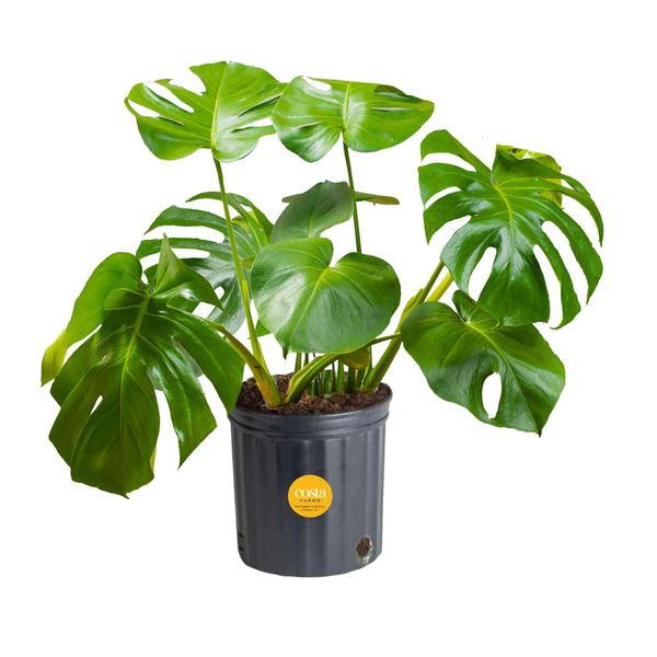 Planta de queso suizo Monstera de Costa Farms de 2 a 3 pies