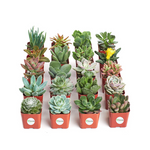 Save up to 30% on Succulents Live Plants