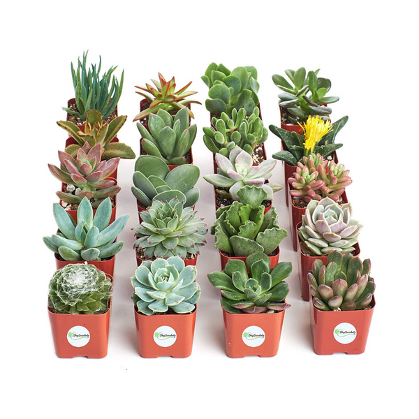 Save 20% on Live Plants and Succulents