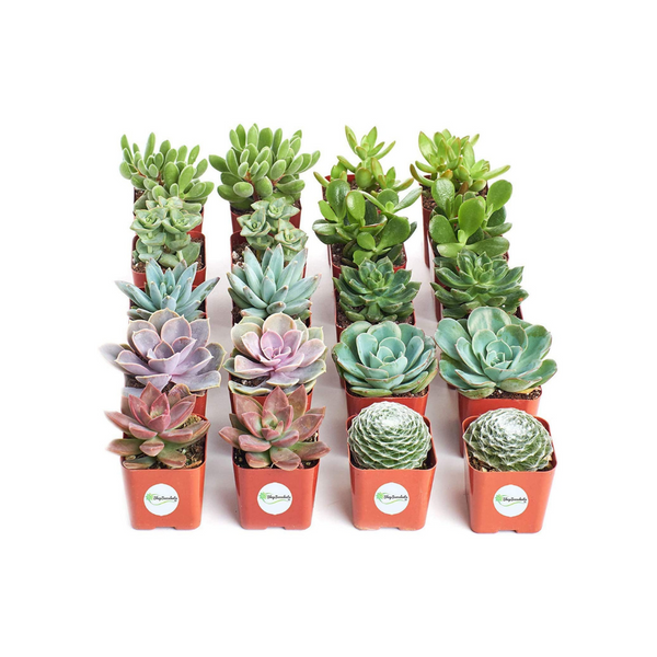 20% off Plants and Succulents from Shop Succulents